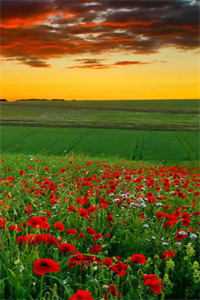 我妈为报恩，把我的眼角膜送给伤害我的人沈宜林慧全集